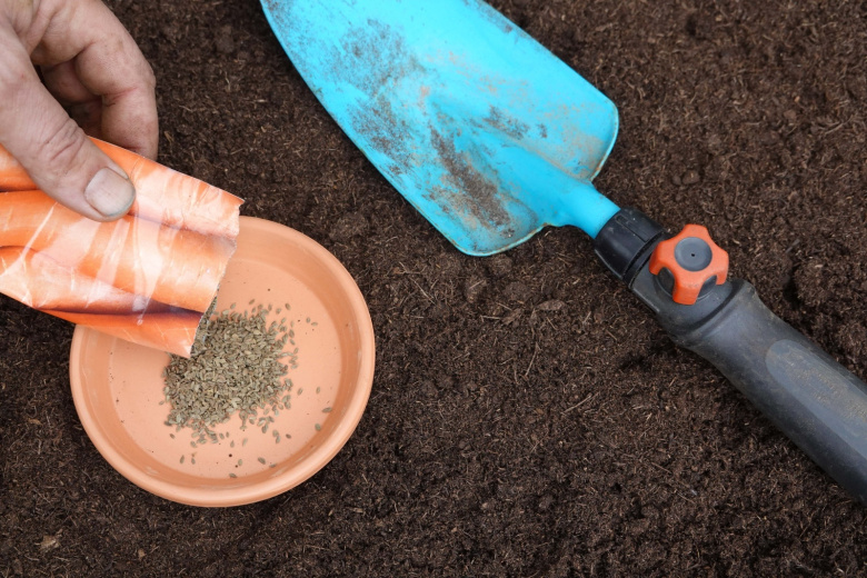 Что сажать в саду сейчас? Подзимний посев или секреты урожая следующего года