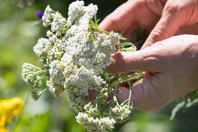 Тысячелистник — неприхотливый многолетник: посадка, уход, польза