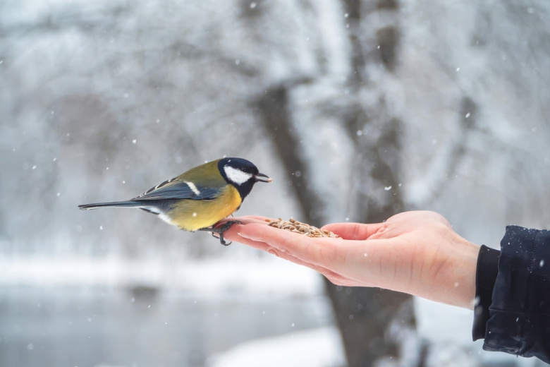Как кормить зимних птиц