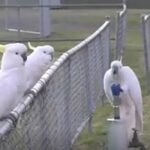 Какаду, дерущиеся с людьми за мусор, теперь стоят в очереди к фонтанчикам с водой: зачем им это»>