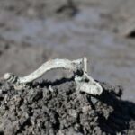 Одно из крупнейших: в недавно обнаруженном поселении кельтов нашли более 13 000 артефактов (фото)»>