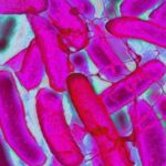 Кофеин повышает устойчивость кишечной палочки к антибиотикам: стоит ли переживать любителям кофе»>