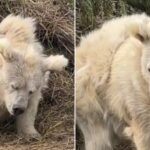 Людям нужно заново научиться впадать в спячку: ученые говорят, что это вылечит нас от болезней»>