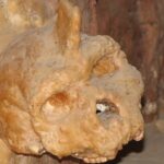 Наполовину человек, наполовину единорог: странный череп, сросшийся со стеной, удивил ученых»>