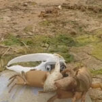 Робот-краб помахал клешней своим живым сородичам: попытка знакомства обернулась катастрофой (видео)»>