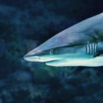 Сотни тысяч лет назад акулы разделились на три группы и больше не общались: никто не знает, почему»>