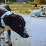 В Чернобыле радиация меняет собак с рекордной скоростью: что с ними происходит»>