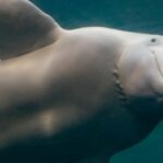 Белухи научились пародировать человеческую речь и заговорили с людьми: что они сказали»>