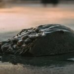 Древнее морское существо в «шлеме» спасло миллионы жизней: людям необходима их голубая кровь»>