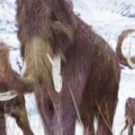 Два древних зуба меняют эволюцию гигантов ледникового периода: 1000 лет непрерывно скрещивались»>