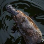 Наиболее ядовитое млекопитающее выглядит очень мило: кому принадлежит болезненный укус в мире»>
