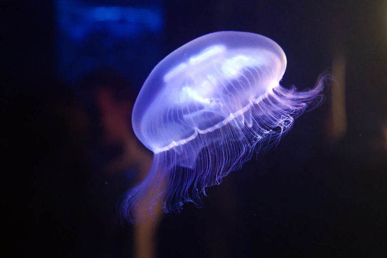 Россиянам рассказали, как вести себя при встрече с медузами