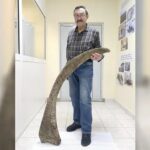 Древний подарок из вечной мерзлоты: найден самый длинный рог шерстистого носорога в мире»>