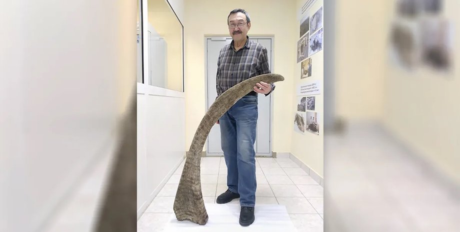 Древний подарок из вечной мерзлоты: найден самый длинный рог шерстистого носорога в мире»>