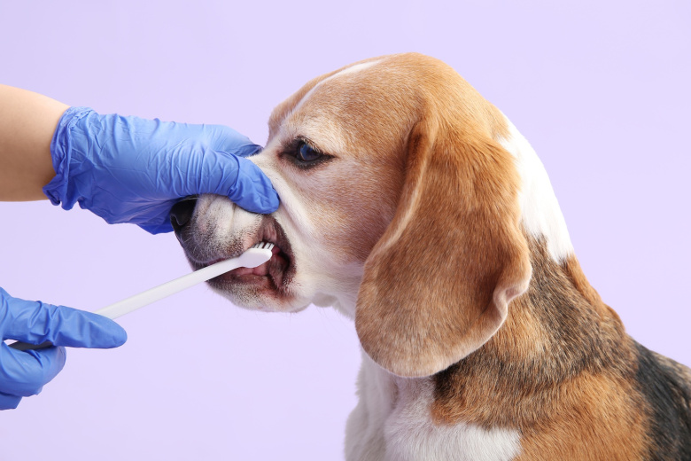Кинолог дал советы, как приучить собаку к чистке зубов