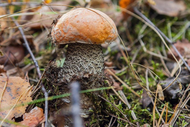 Названа скрытая опасность съедобных грибов