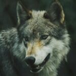 Новый виток в возвращении волков в Европу: в Греции впервые найден гибрид волка и собаки»>