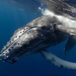Очень плохой запах: эти животные имеют самое неприятное дыхание в мире (фото)»>