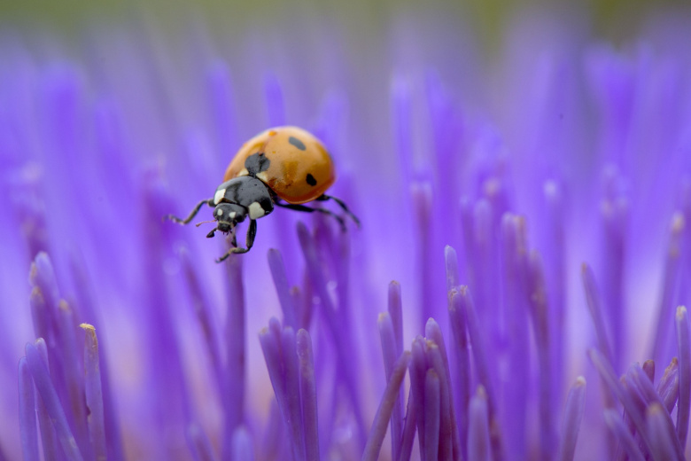 Врач раскрыла, как уберечь себя от опасных божьих коровок — арлекинов