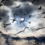 Зловещее предупреждение для людей: птицы внезапно демонстрируют «тревожное» поведение»>