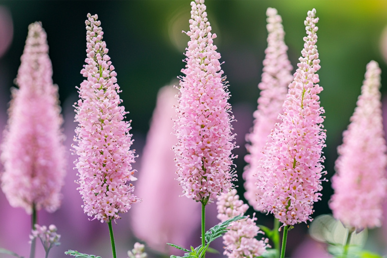 Астильба: секреты пышных метелок в тени — полив, уход и идеальные соседи