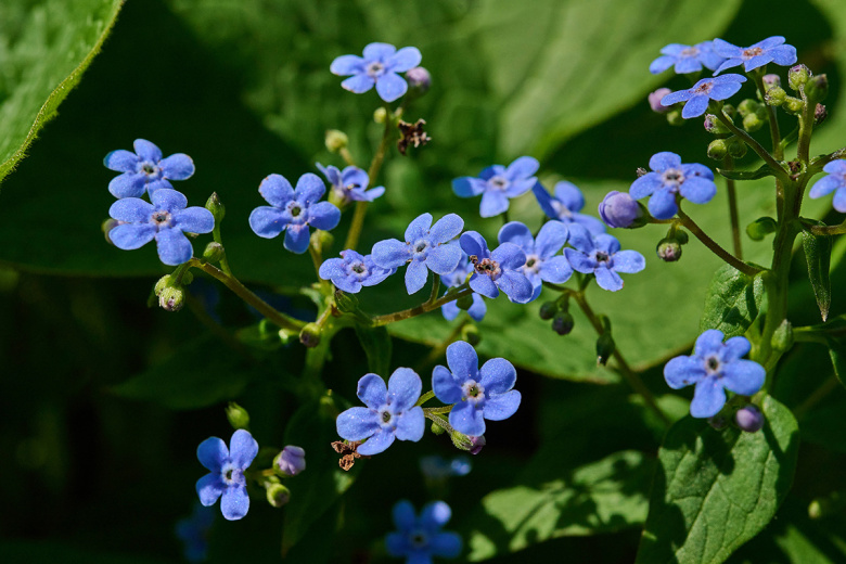 Этот неприхотливый многолетник расцветит сад россыпью голубых звездочек!