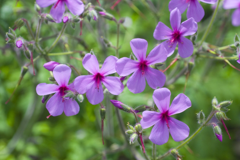 Многолетник, который не боится ни жары, ни холода — цветет как сумасшедший!