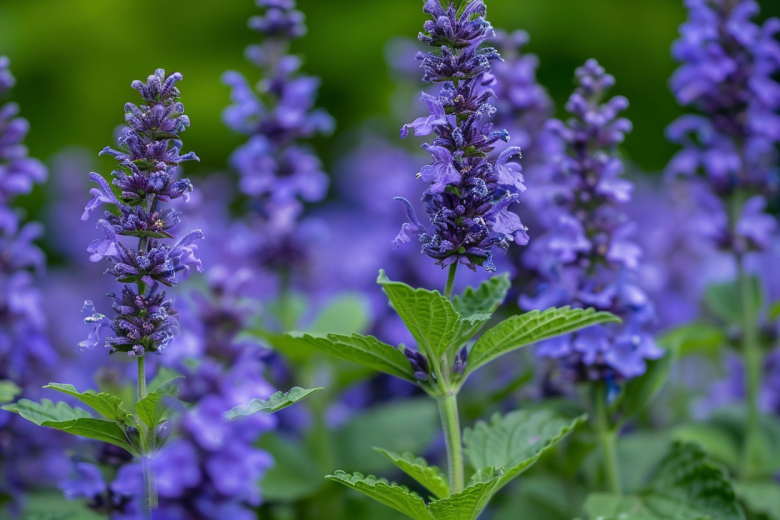 Обрезаем летом — и цвести будет все лето: душистый многолетник для сада