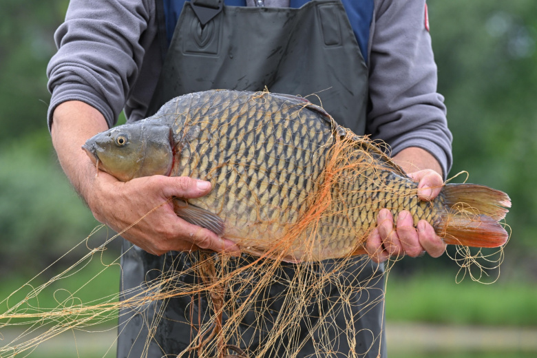 Правильное хранение улова: как сохранить рыбу свежей надолго