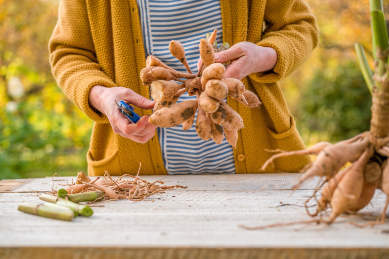Секреты садоводов: как правильно хранить клубни и луковицы зимой