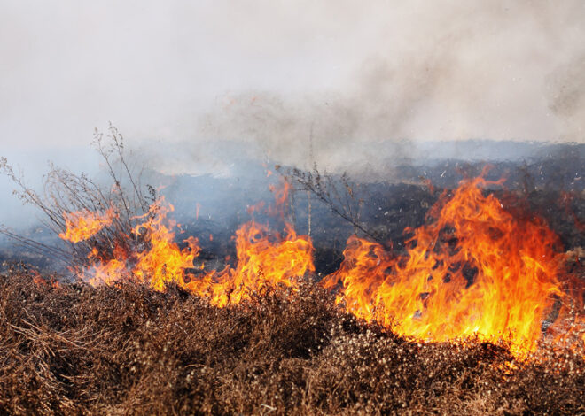 Необитаемый остров сгорел в Финляндии